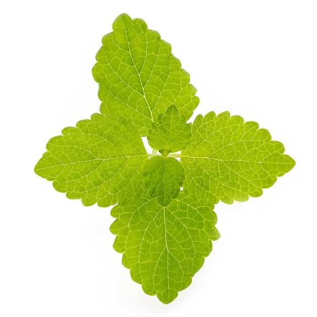 Fresh mint leaves isolated on white.