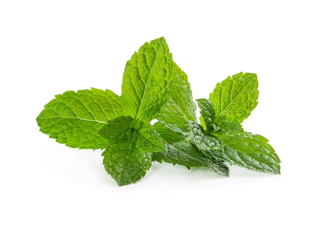 Fresh mint leaves isolated on white