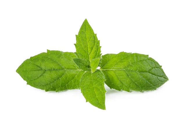 Photo fresh mint leaves isolated on white