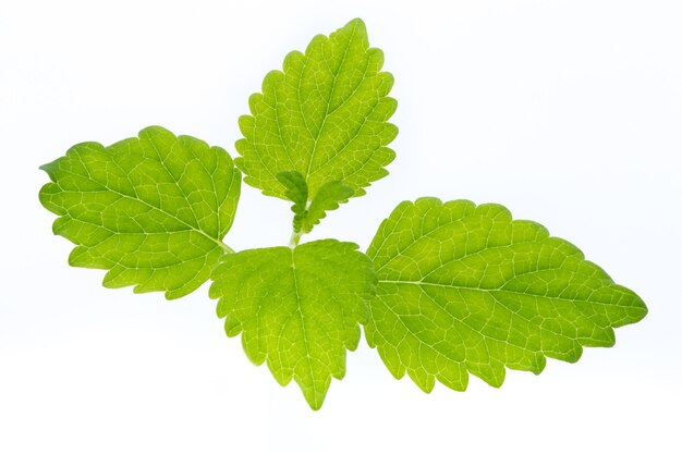 Fresh mint leaves isolated