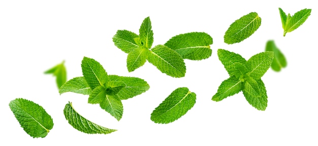 Photo fresh mint leaves, peppermint foliage isolated on white background