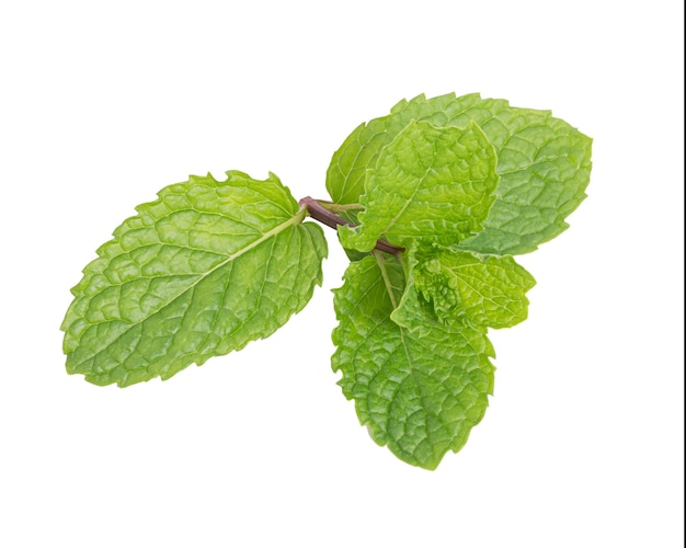 Fresh mint leaves, Peppermint isolated on white background.