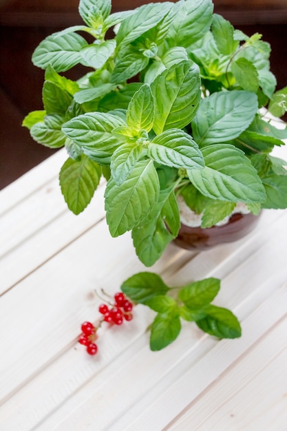 Fresh mint leaves and summer berries on white wooden\
background.bright mint leaves and tasty red berries