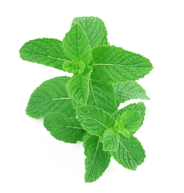 Fresh mint leaves on white background