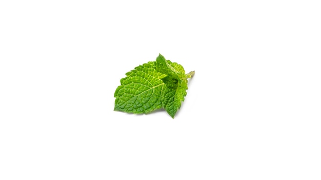 Fresh mint leaves on a white background