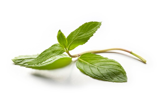 Fresh mint leaves on a white background