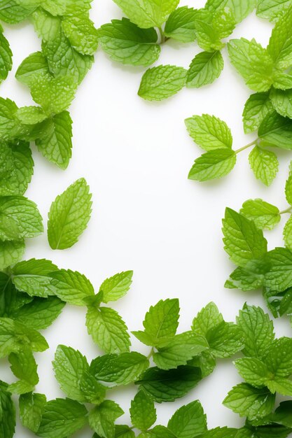 fresh mint leaves on a white background