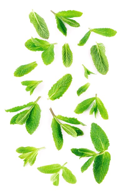 Fresh mint leaves on the white surface