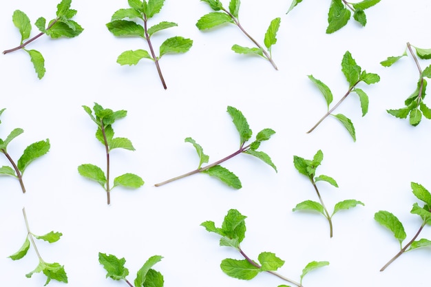 Fresh mint leaves on white