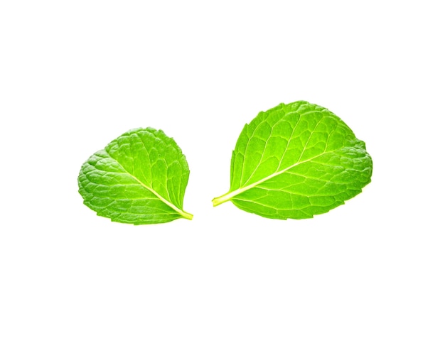 Fresh mint leaves on a white