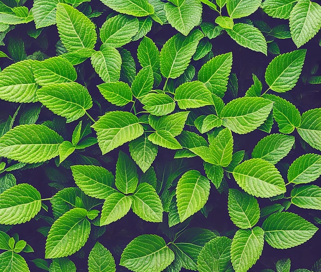 Photo fresh mint leaves on wooden background