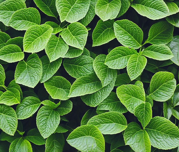 fresh mint leaves on wooden background