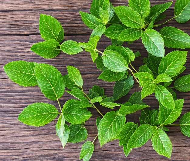 Foto foglie di menta fresca su fondo di legno