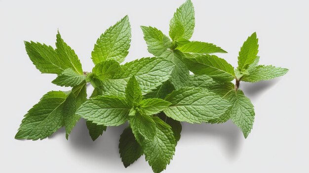 Fresh mint leaves