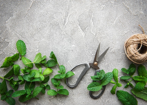 Fresh mint leaves