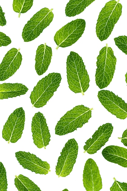 Fresh Mint Leves on White Background Top Down Detail macro View