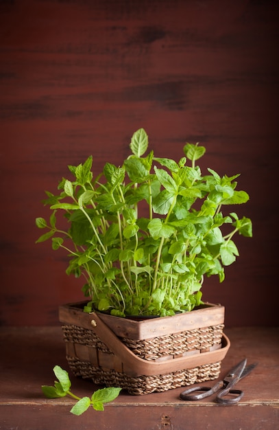 Erba di menta piperita alla menta fresca in una pentola