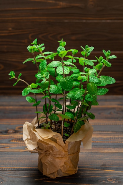 テーブルの上の鍋に新鮮なミント植物