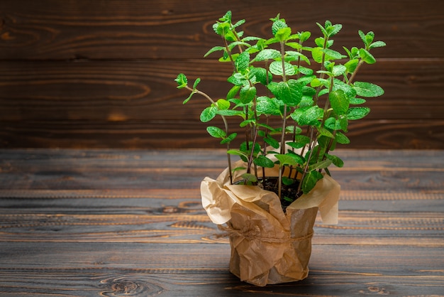 テーブルの上の鍋に新鮮なミント植物