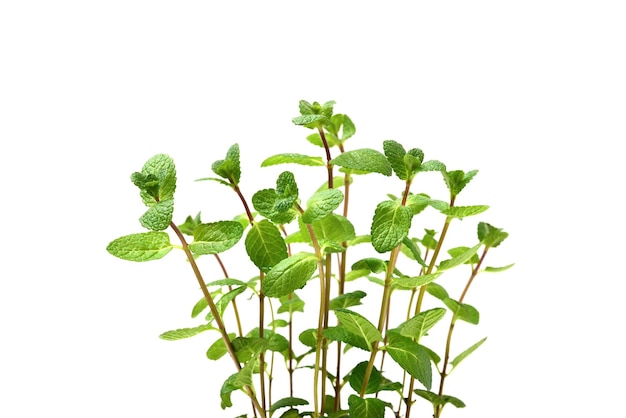 Fresh mint in a pot isolated on white background