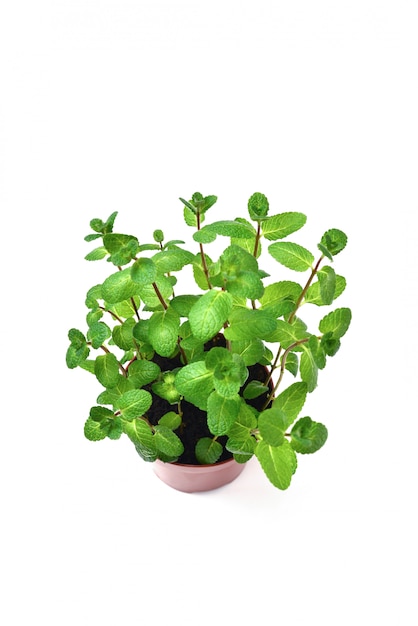 Fresh mint in a pot isolated on white background.