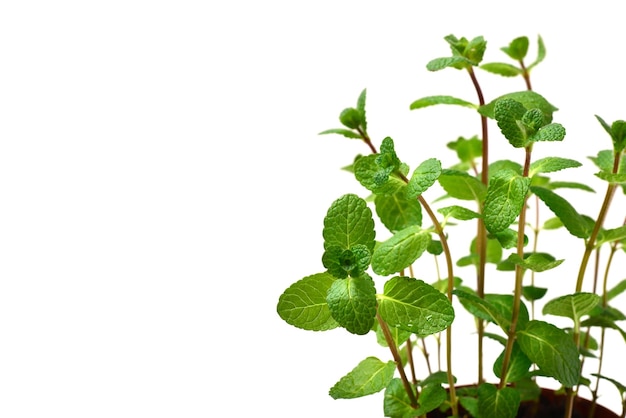 Fresh mint in a pot isolated on white background