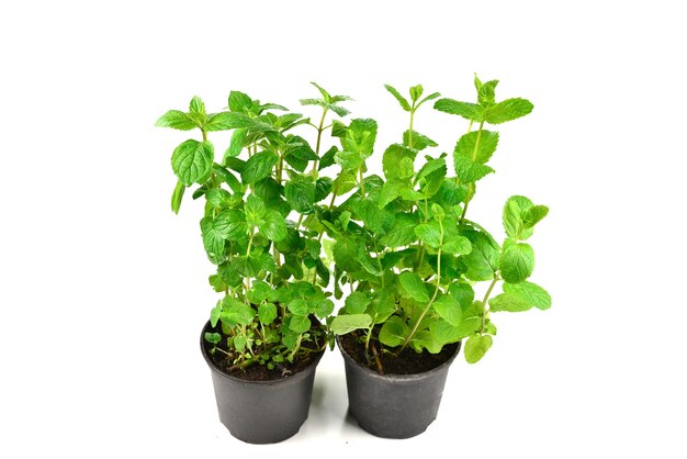 Fresh mint in a pot isolated on white