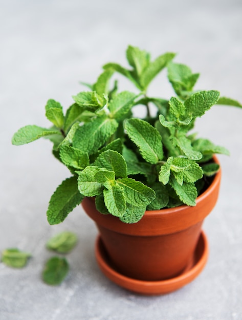 Fresh mint in a pot