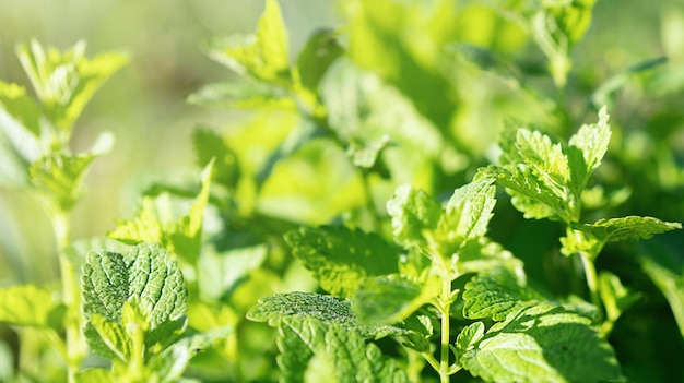 Fresh mint in the sunlight