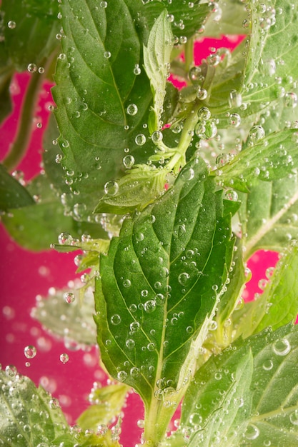 Photo fresh mint surrounded by water bubbles
