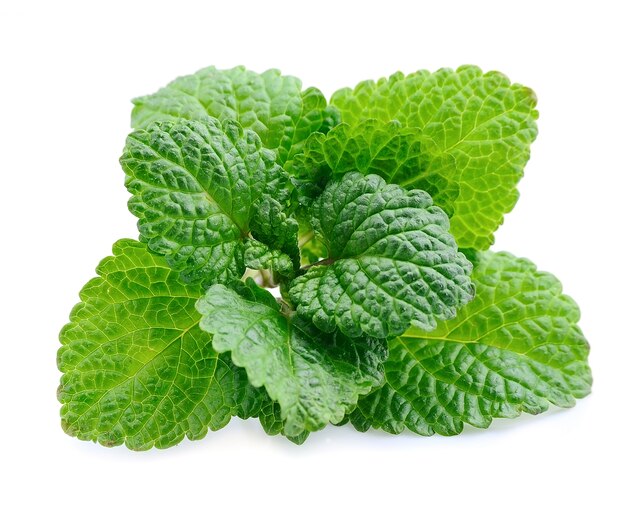 Fresh mint on white background