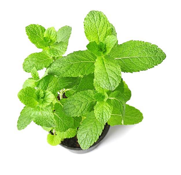 Fresh mint on white background