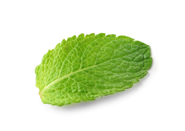 Fresh mint on white background