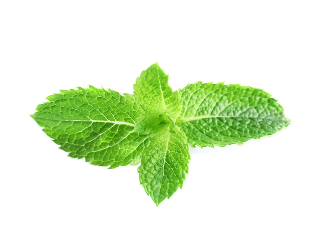 Fresh mint on white background