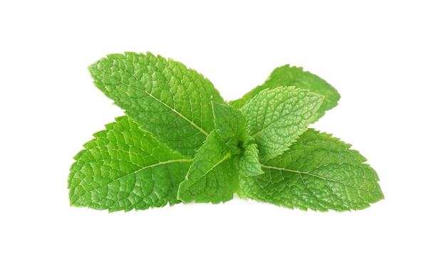 Fresh mint on white background