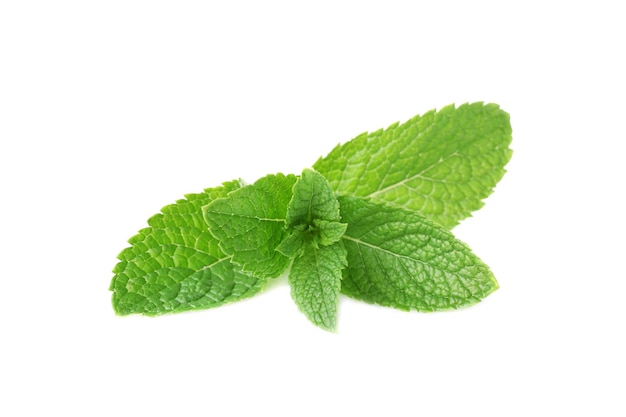 白い背景の新鮮な薄荷