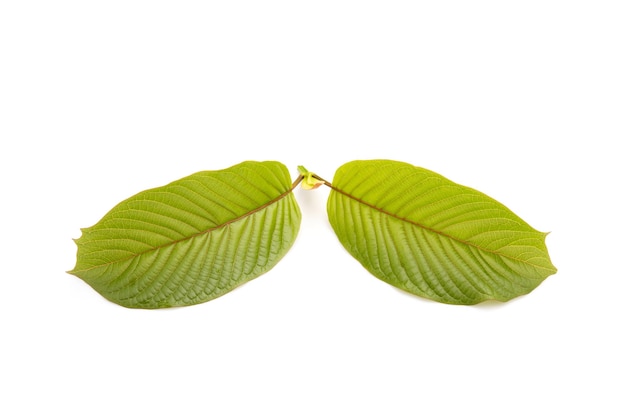 Fresh Mitragyna speciosa leaf or kratom tree Studio shot isolated on white