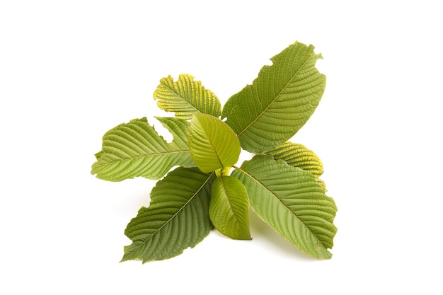 Fresh Mitragyna speciosa leaf or kratom tree Studio shot isolated on white