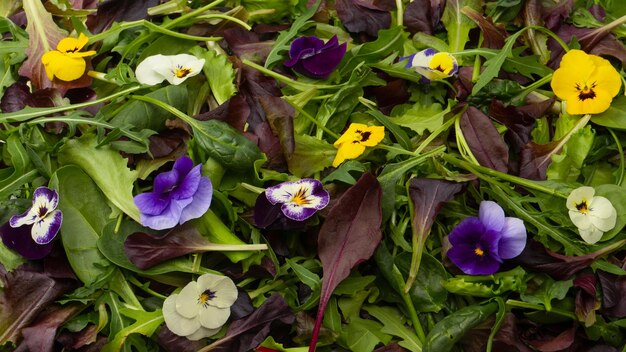 Свежий микс салатов со съедобными цветами