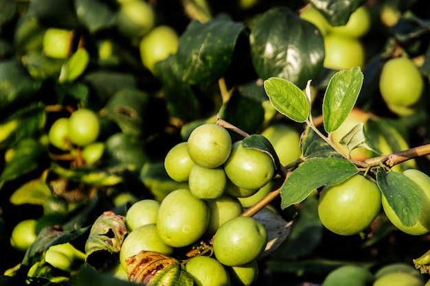 fresh monkey apple on tree in agriculture field