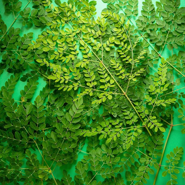 Fresh Moringa green leaves on green balckground