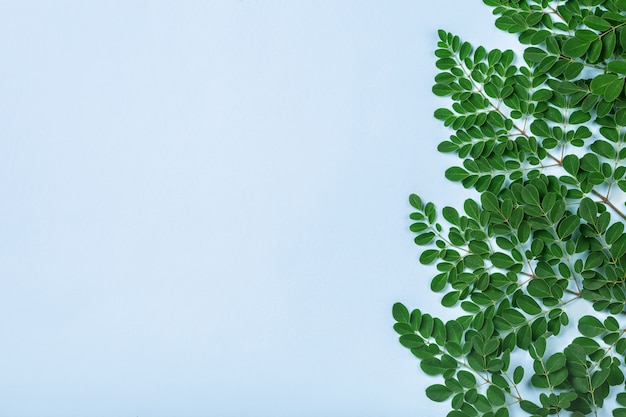 Fresh Moringa leaves on blue background