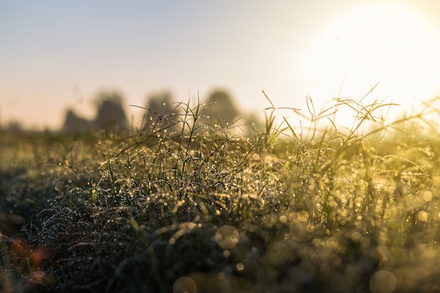 Fresh morning dew on spring grass, natural background