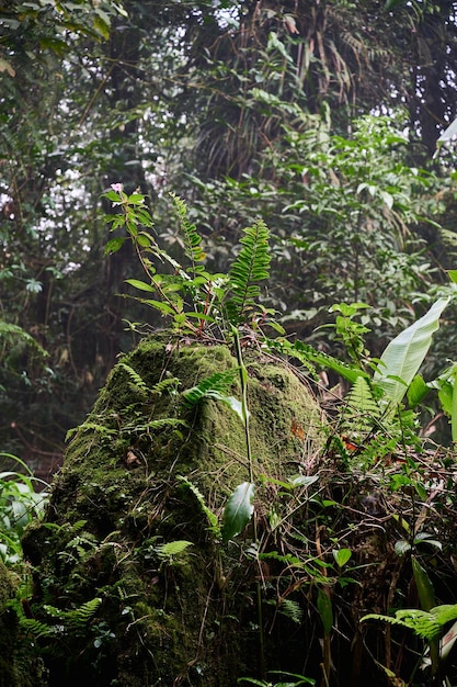 Fresh and Mossy Wild Rocks A Sight to Behold