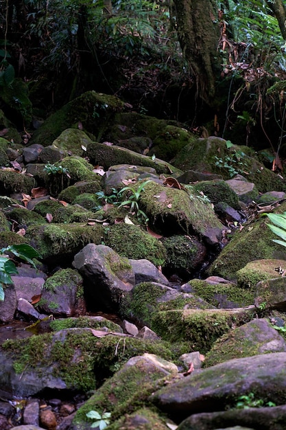 Fresh and Mossy Wild Rocks A Sight to Behold