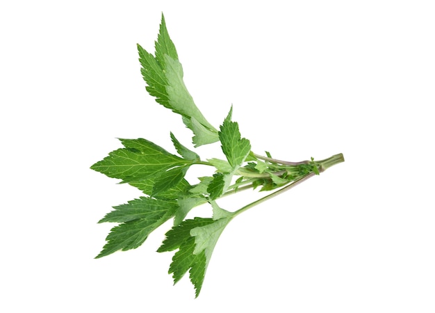 Fresh mugwort isolated on white