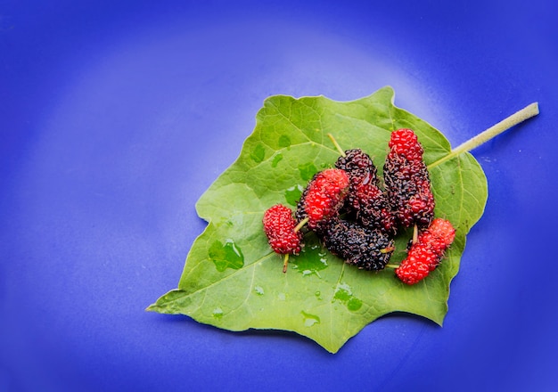 Fresh mulberry on leaf and blue background