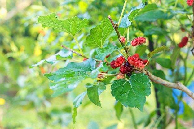 Fresh mulberry and  plant