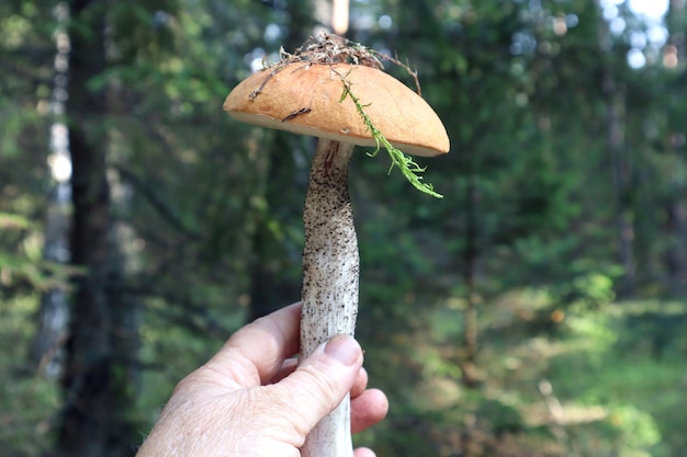 Свежий гриб в руке грибника на фоне леса крупным планом