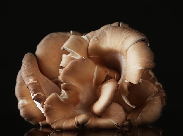 Fresh mushrooms on dark background